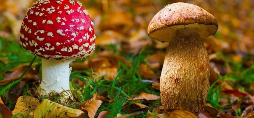 Houbařská pohádka 🍄‍🟫🍄