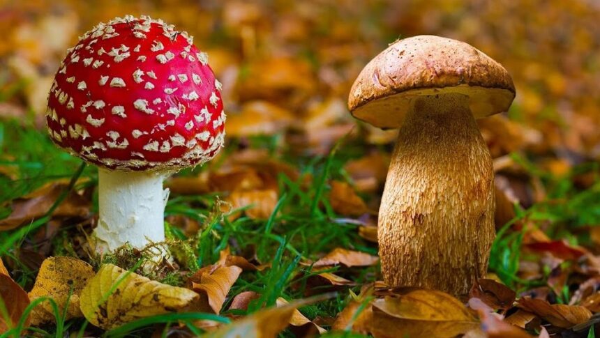 Houbařská pohádka 🍄‍🟫🍄